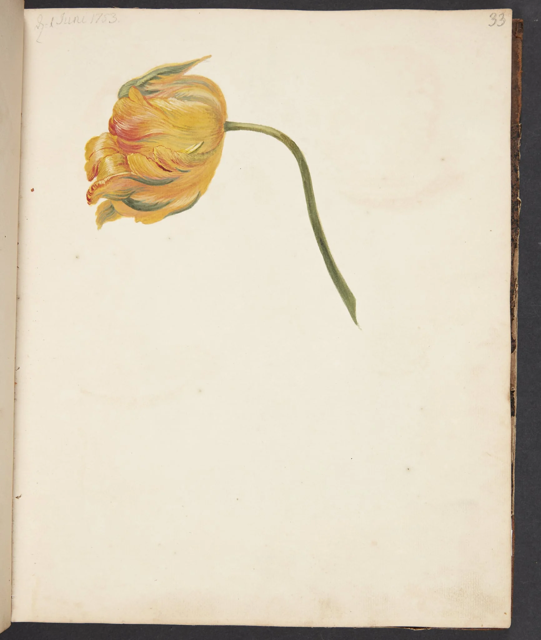 Studie af gul tulipan, detail