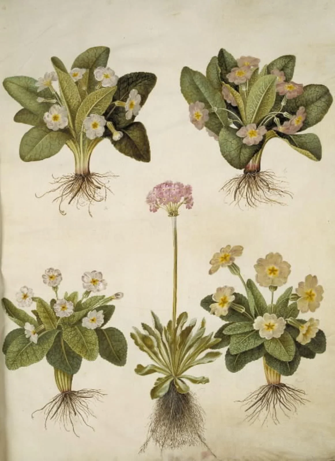 Primula vulgaris (hybrid af storblomstret kodriver); Primula farinosa (melet kodriver), detail