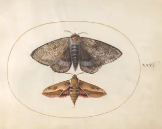 Blue Underwing Moth and Spurge Hawk Moth (plate 25 from Ignis), by Joris Hoefnagel, gouache, 1594
