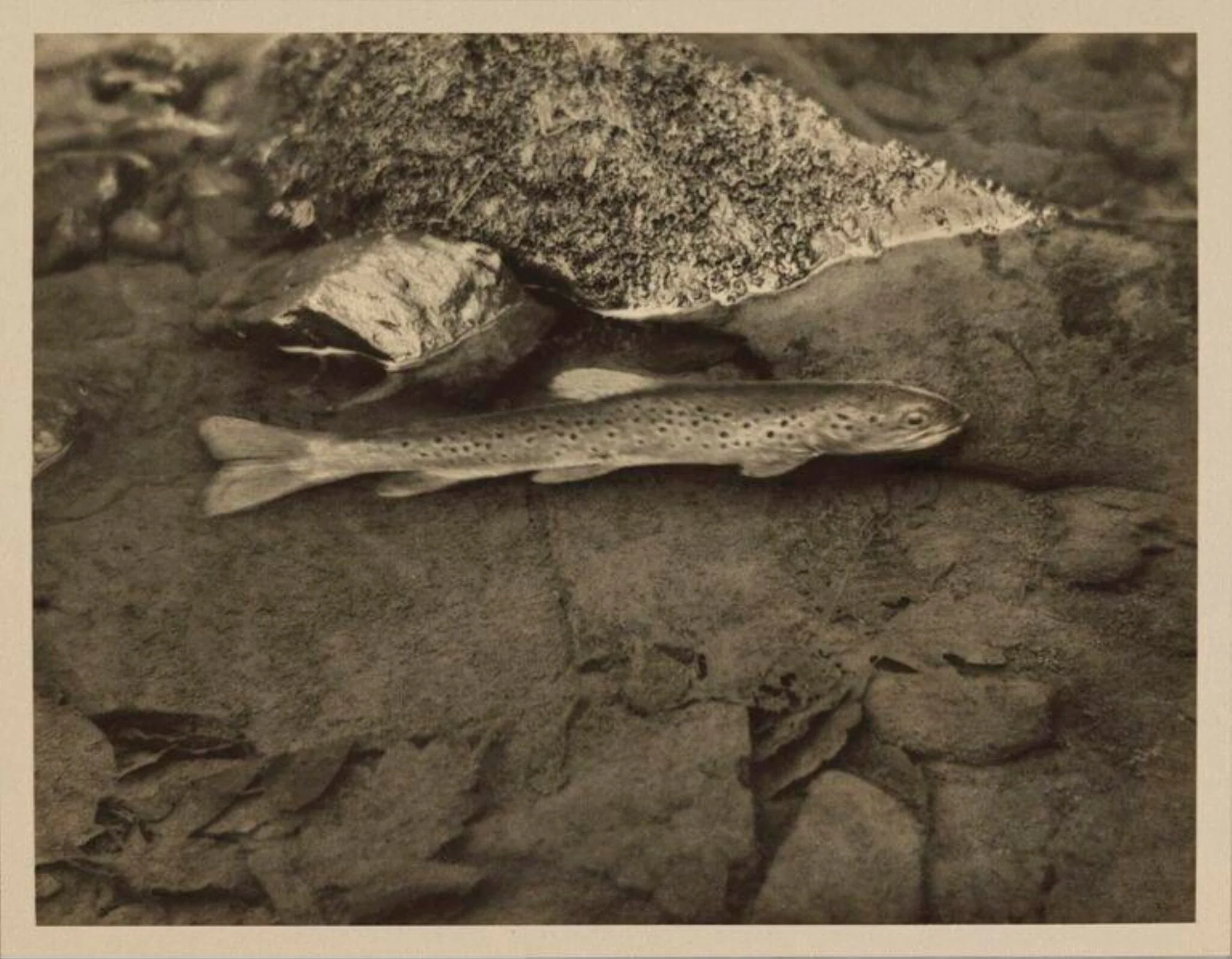 Loch Leven Trout, detail