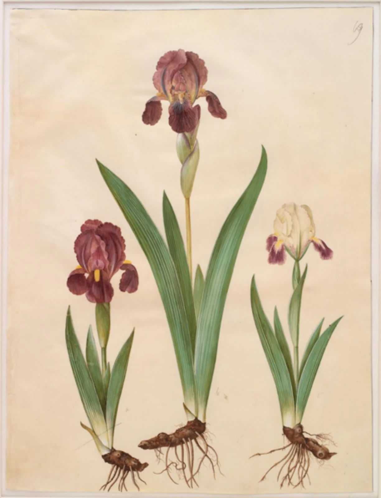 Iris ×lurida (iris-hybrid), detail