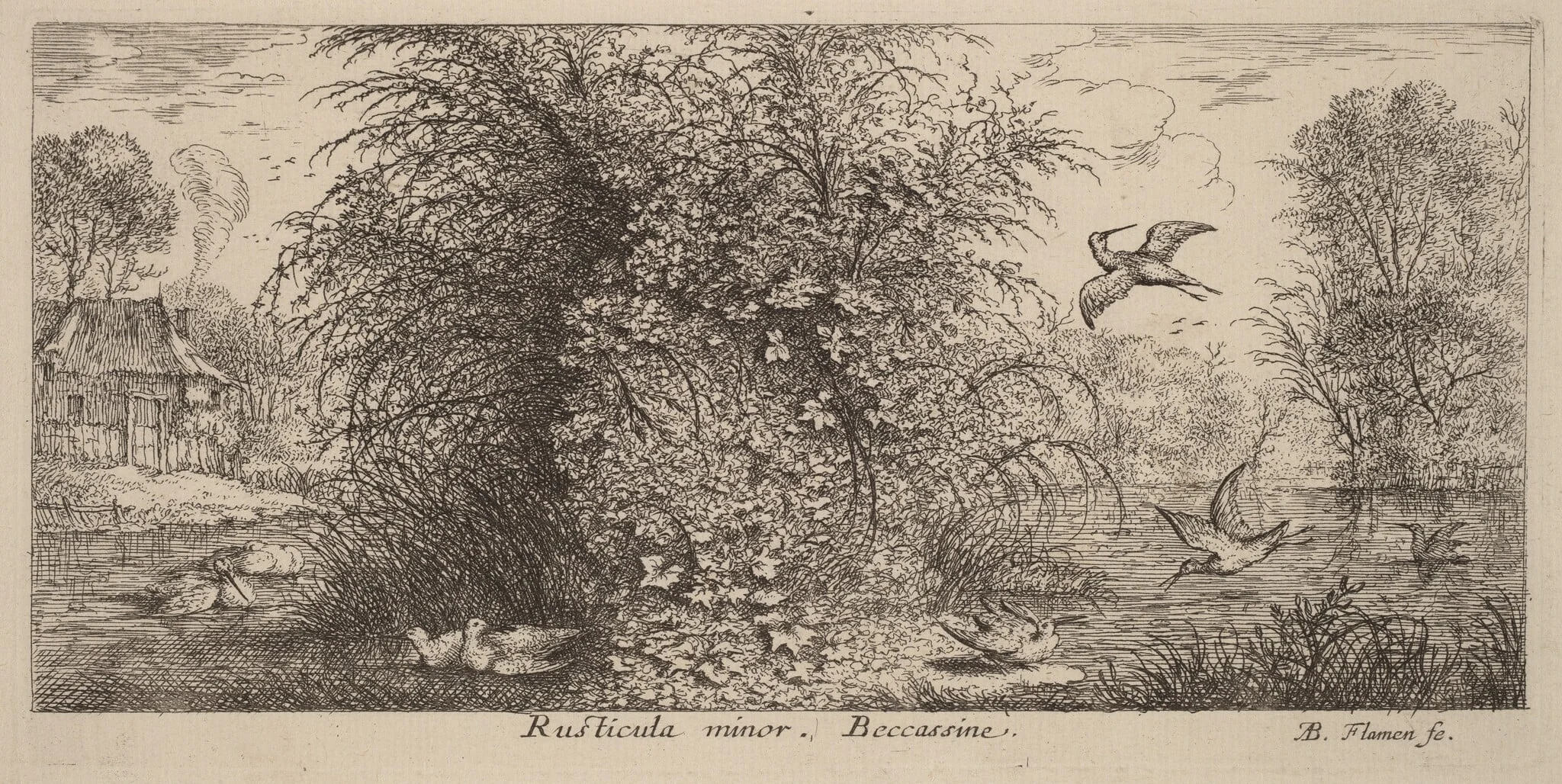 Rusticula minor, The Snipe, detail