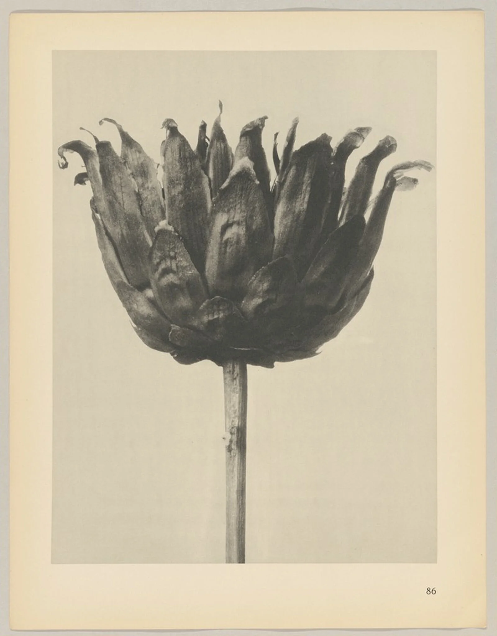 Centaurea ruthenica, detail