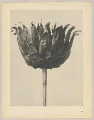 Centaurea ruthenica, by Karl Blossfeldt, 1928