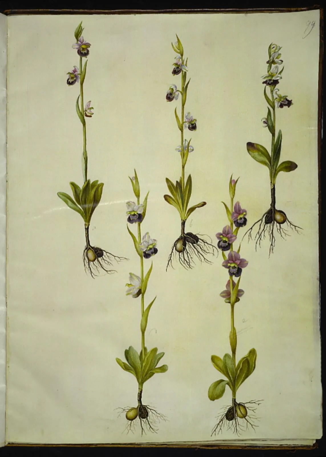 Ophrys fuciflora (drone-flueblomst), detail
