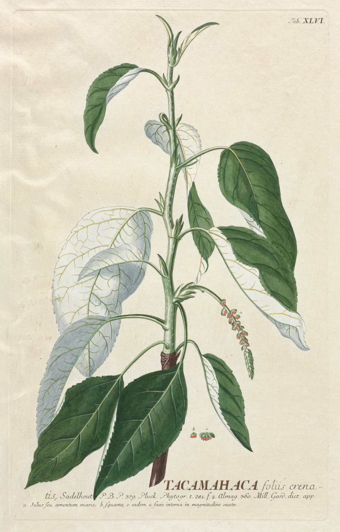 Plantae Selectae: No. 46 - Tacamahaca, detail