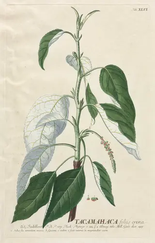 Plantae Selectae:  No. 46 - Tacamahaca, by Georg Dionysius Ehret, 1762