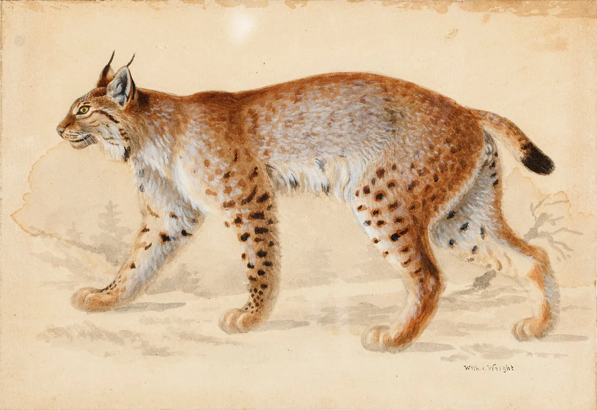 Ilves, detail