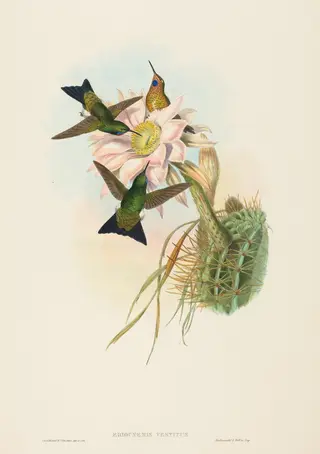 Eriocnemis vestitus (Glowing Puff-Leg), by John Gould, ink, 1842