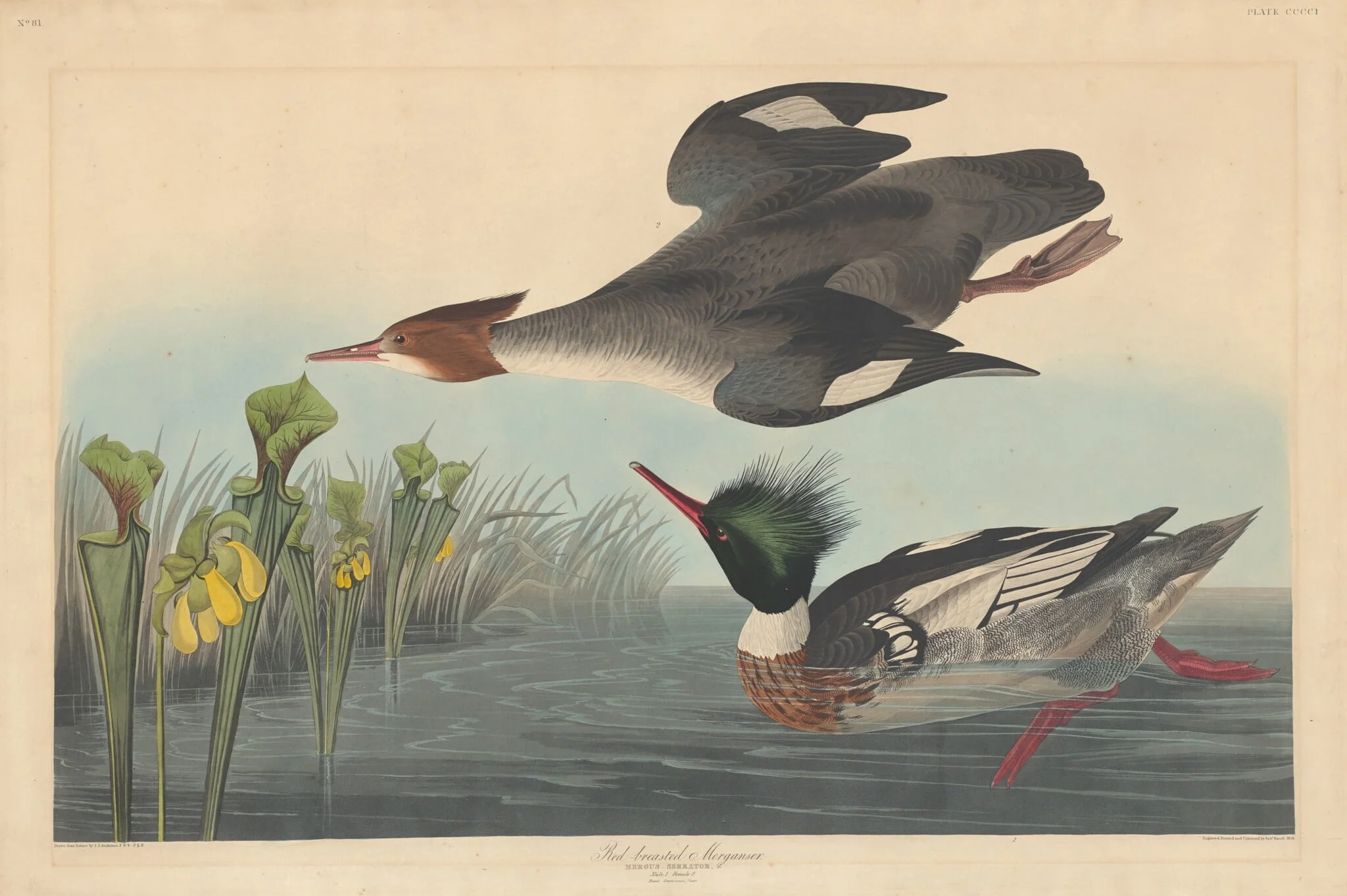 Red-breasted Merganser, detail