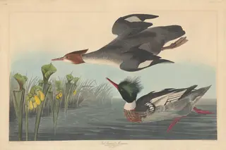 Red-breasted Merganser, by Havell, Jr., Robert, ink, 1838