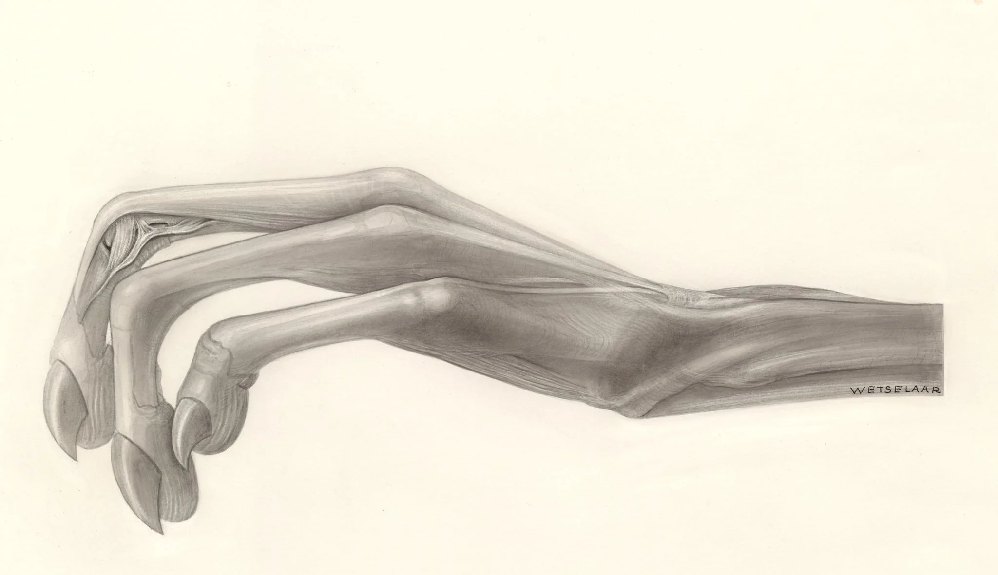 Muscular tissue of the hand, detail