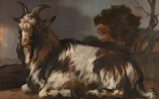 Goat Lying Down, by Jan Baptist Weenix, oil, 1650