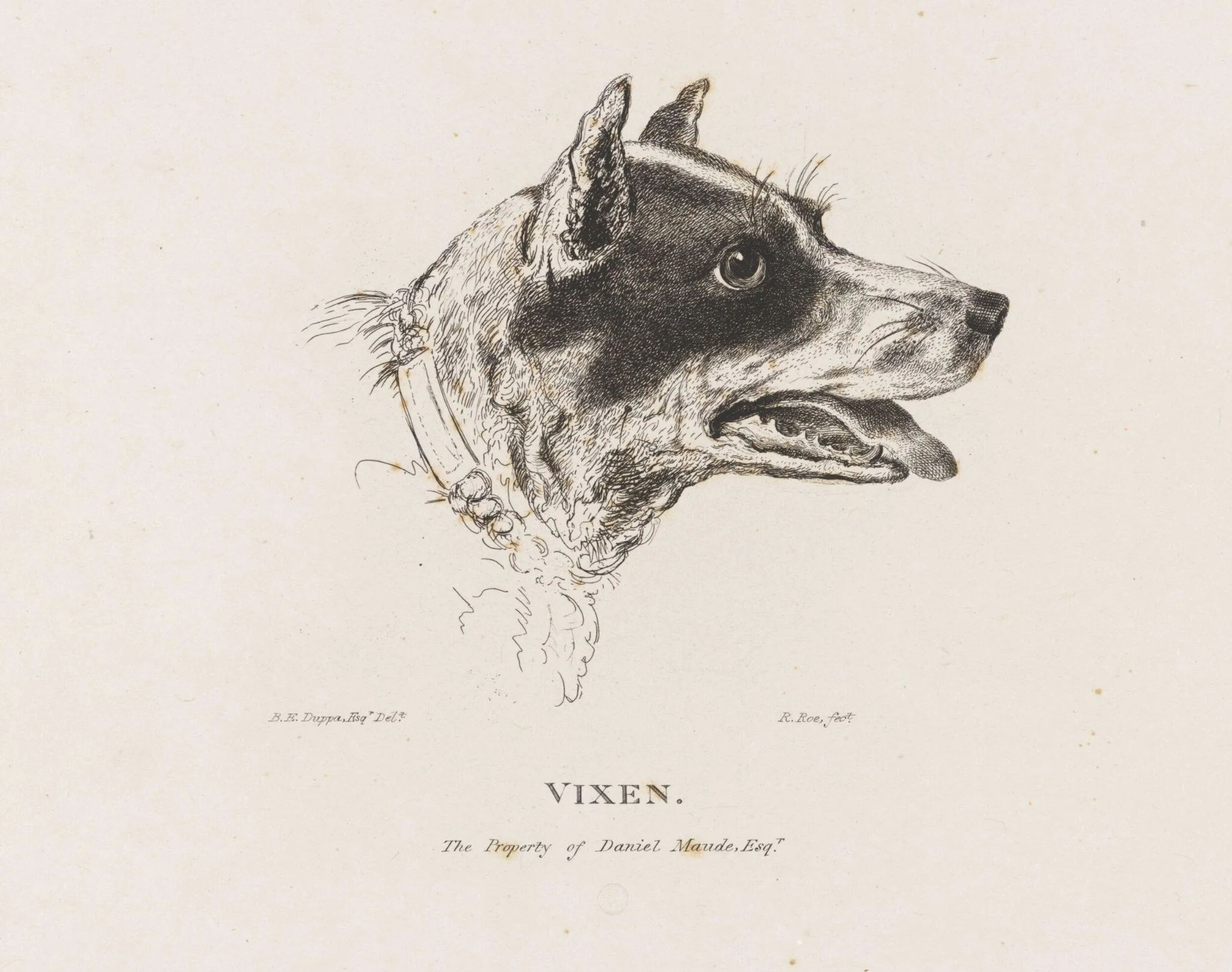 VIXEN, detail
