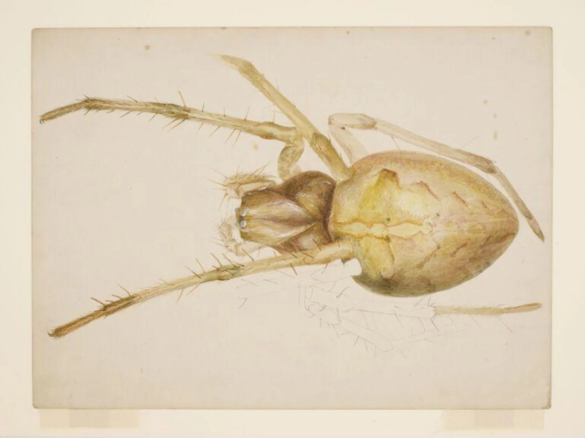 Study of a yellowish-brown spider, detail
