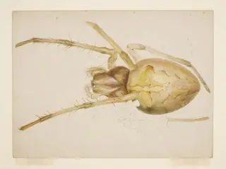 Study of a yellowish-brown spider, by Beatrix Potter, watercolor, 1887