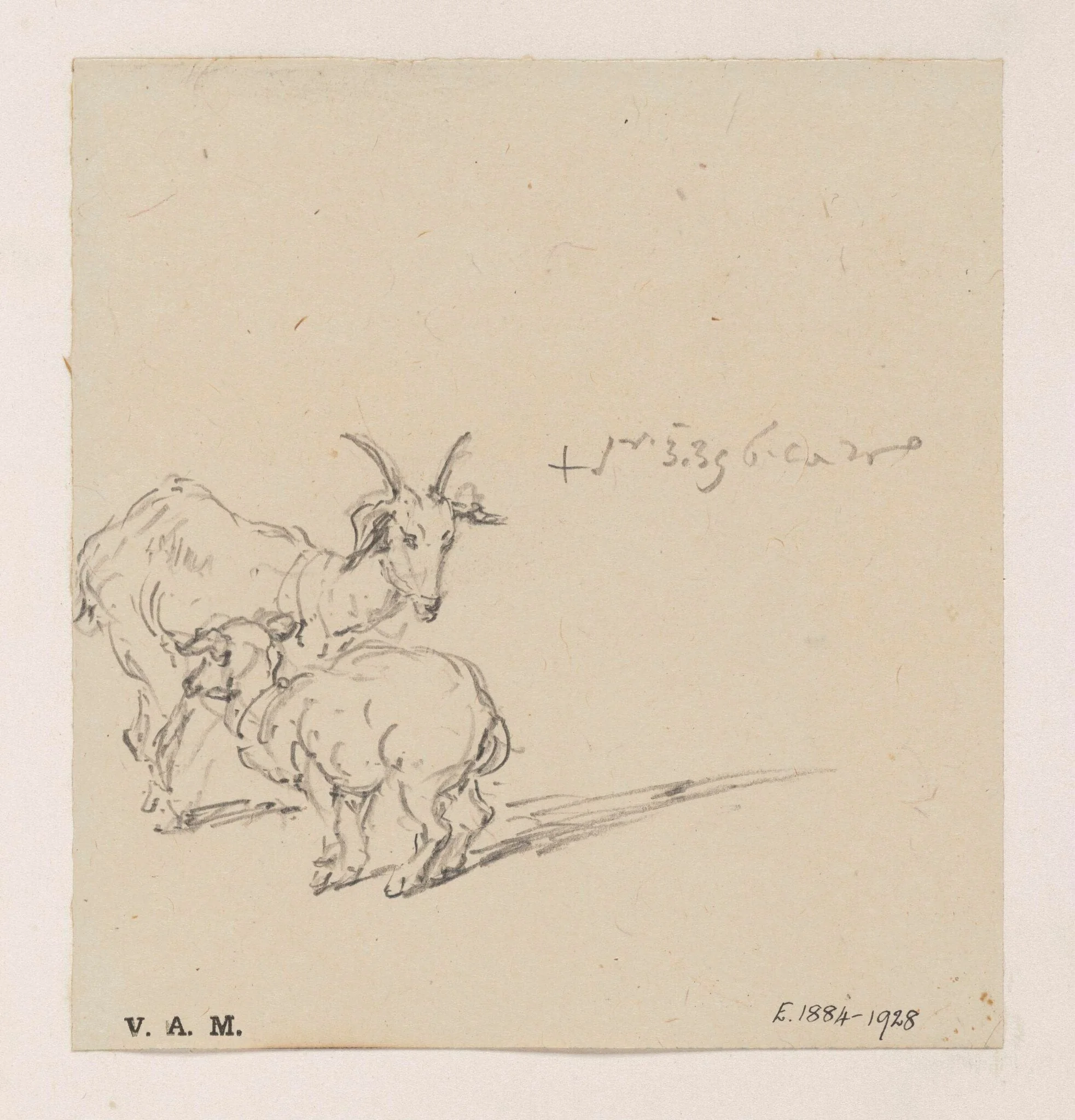 A goat and kid, detail