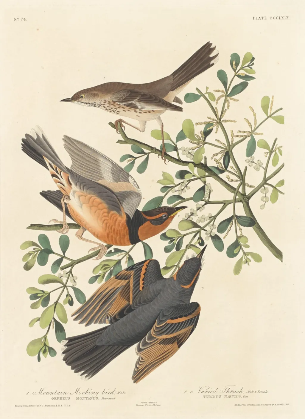 Mountain Mocking-bird and Varied Thrush, by Havell, Jr., Robert, ink, 1837