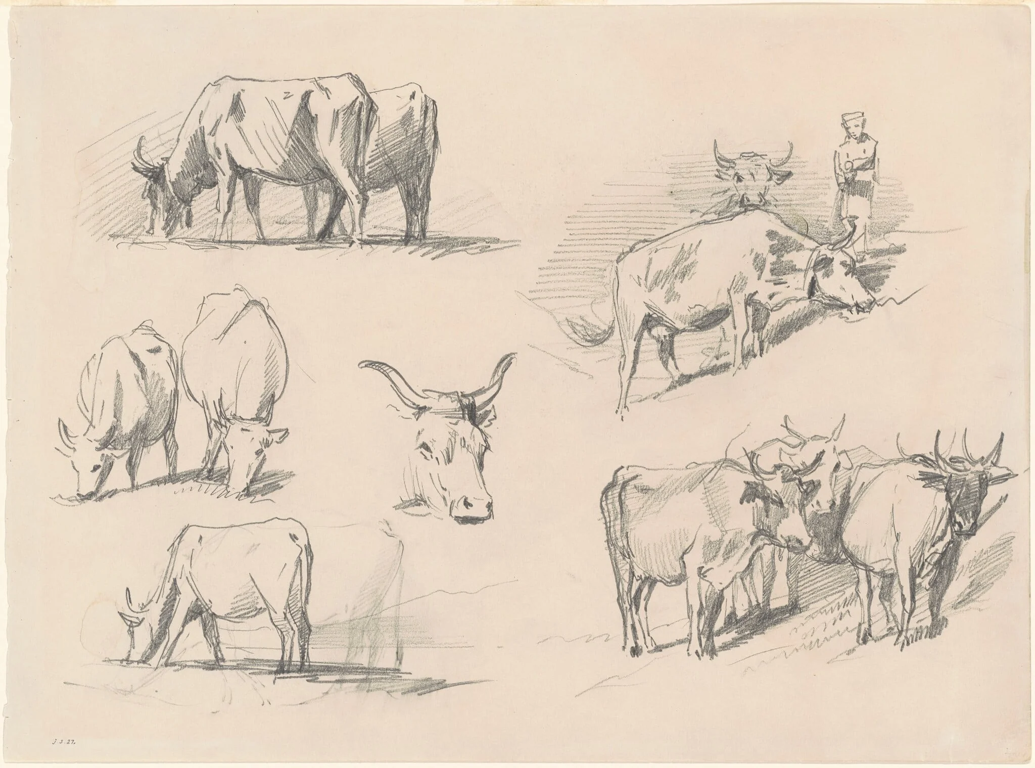 Studies of Cattle, detail