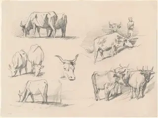 Studies of Cattle, by John Singer Sargent, graphite, 1872