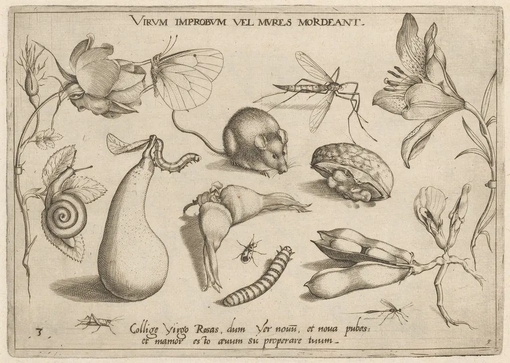 Archetypa studiaque patris Georgii Hoefnagelii [Part 1, Plate 3], by Jacob Hoefnagel, ink, 1592