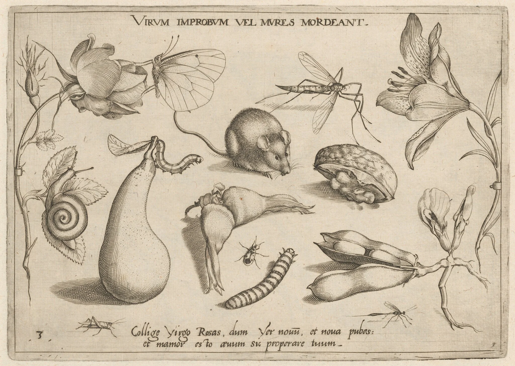 Archetypa studiaque patris Georgii Hoefnagelii [Part 1, Plate 3], detail
