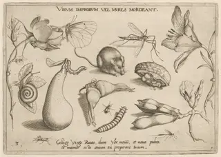 Archetypa studiaque patris Georgii Hoefnagelii [Part 1, Plate 3], by Jacob Hoefnagel, ink, 1592