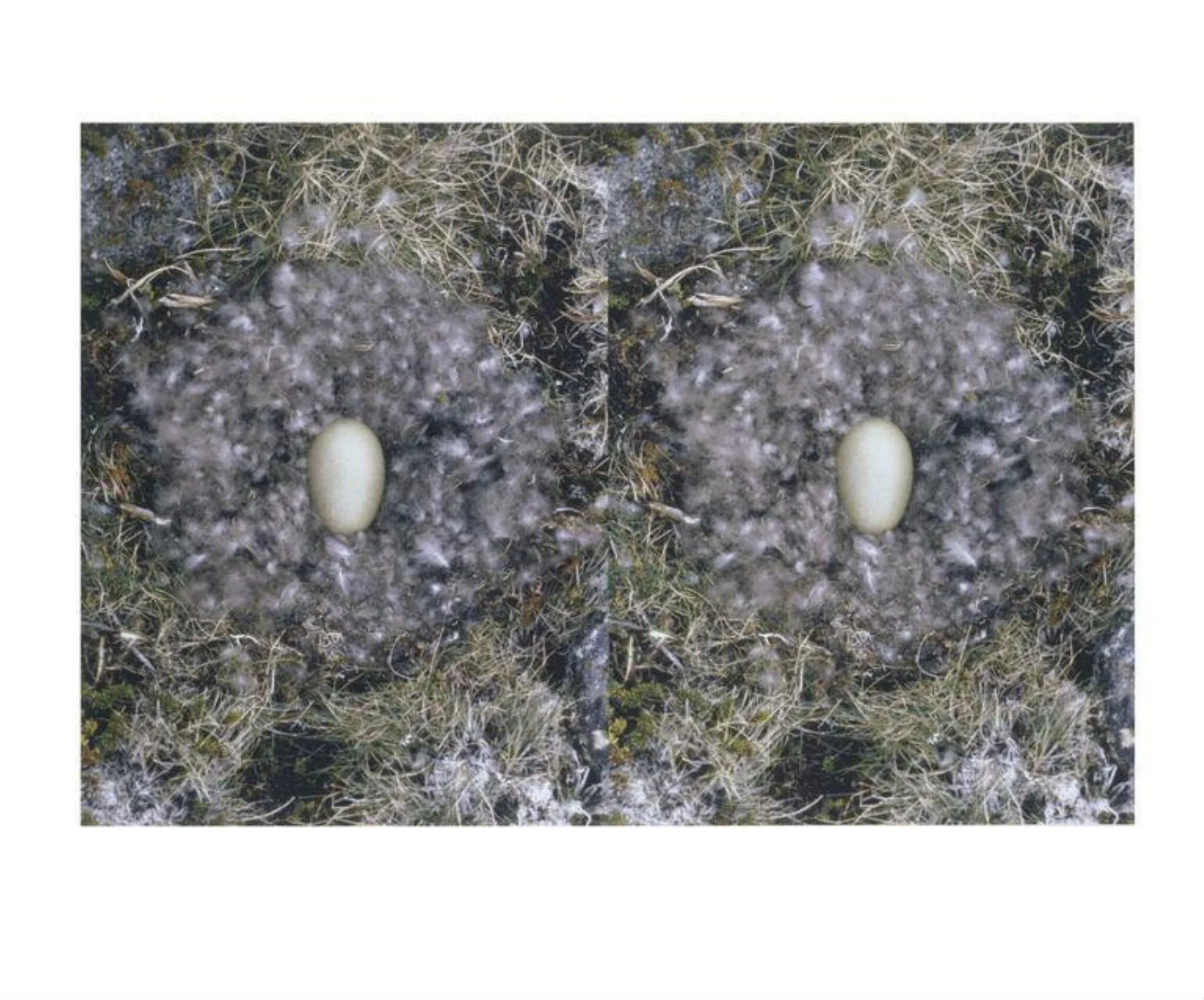 Untitled (To Nest), detail