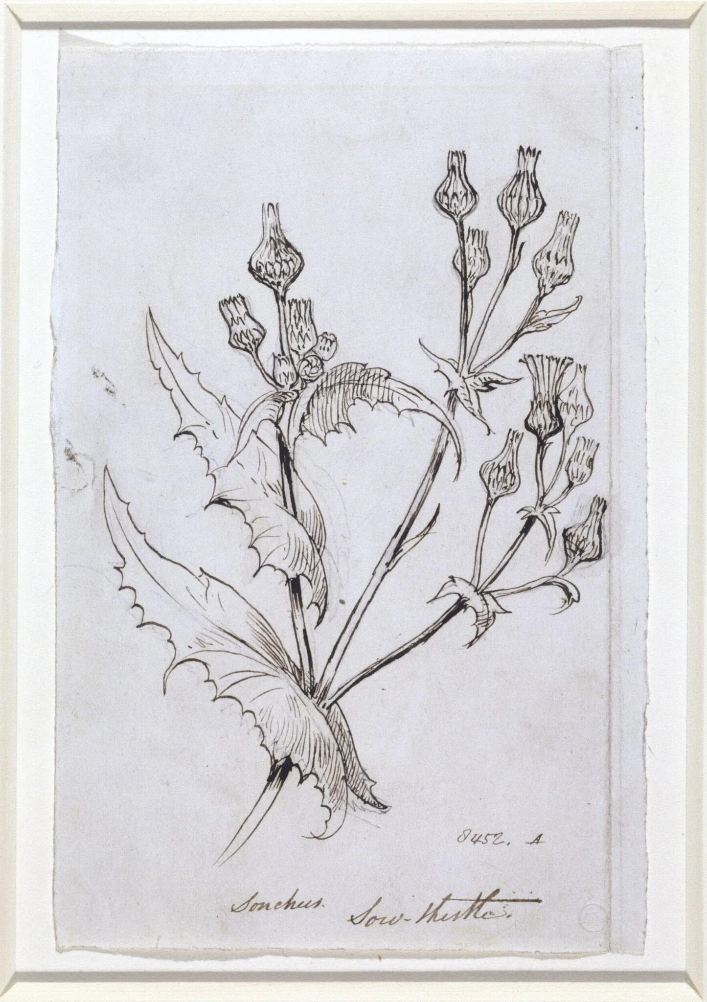 Study of a sow thistle, detail