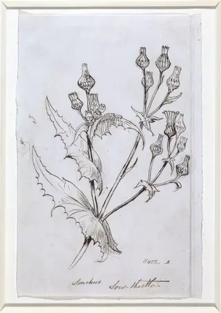 Study of a sow thistle, by Richard CB, RA, ARA Redgrave, 1850