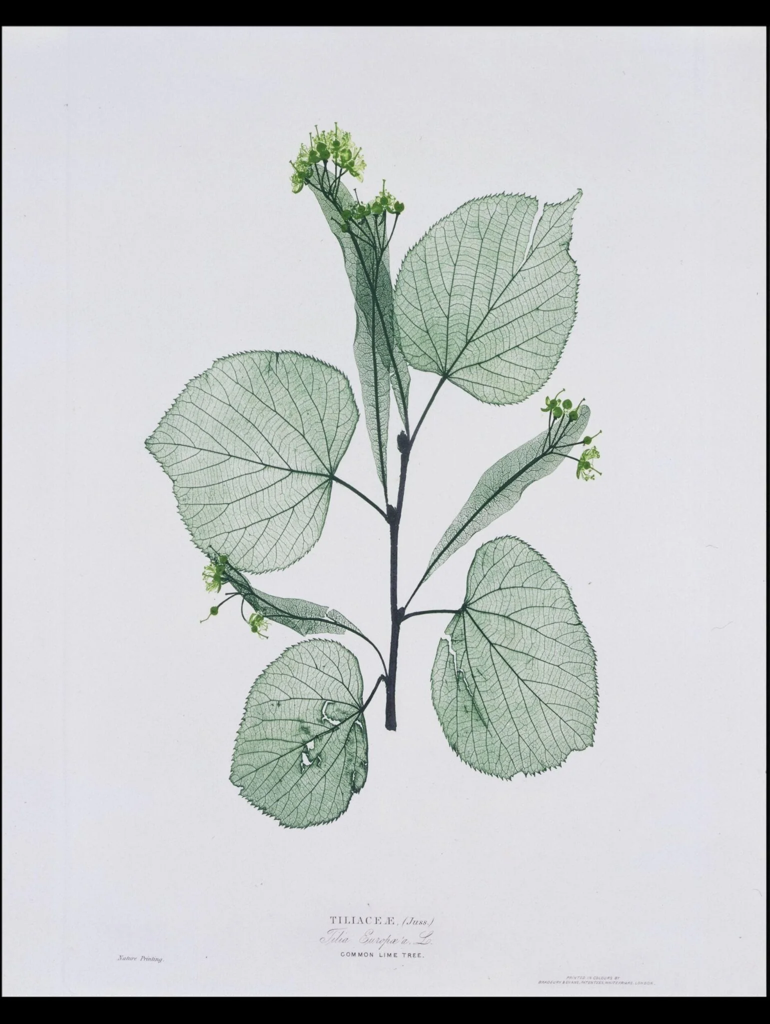 A Few Leaves from the Newly-Invented Process of "Nature-Printing", detail