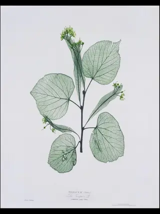 A Few Leaves from the Newly-Invented Process of "Nature-Printing", by Henry Bradbury, 1854