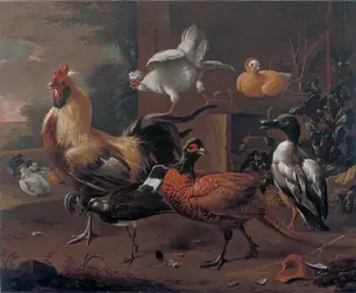 Poultry-yard, by Melchior d' Hondecoeter, oil, 1650