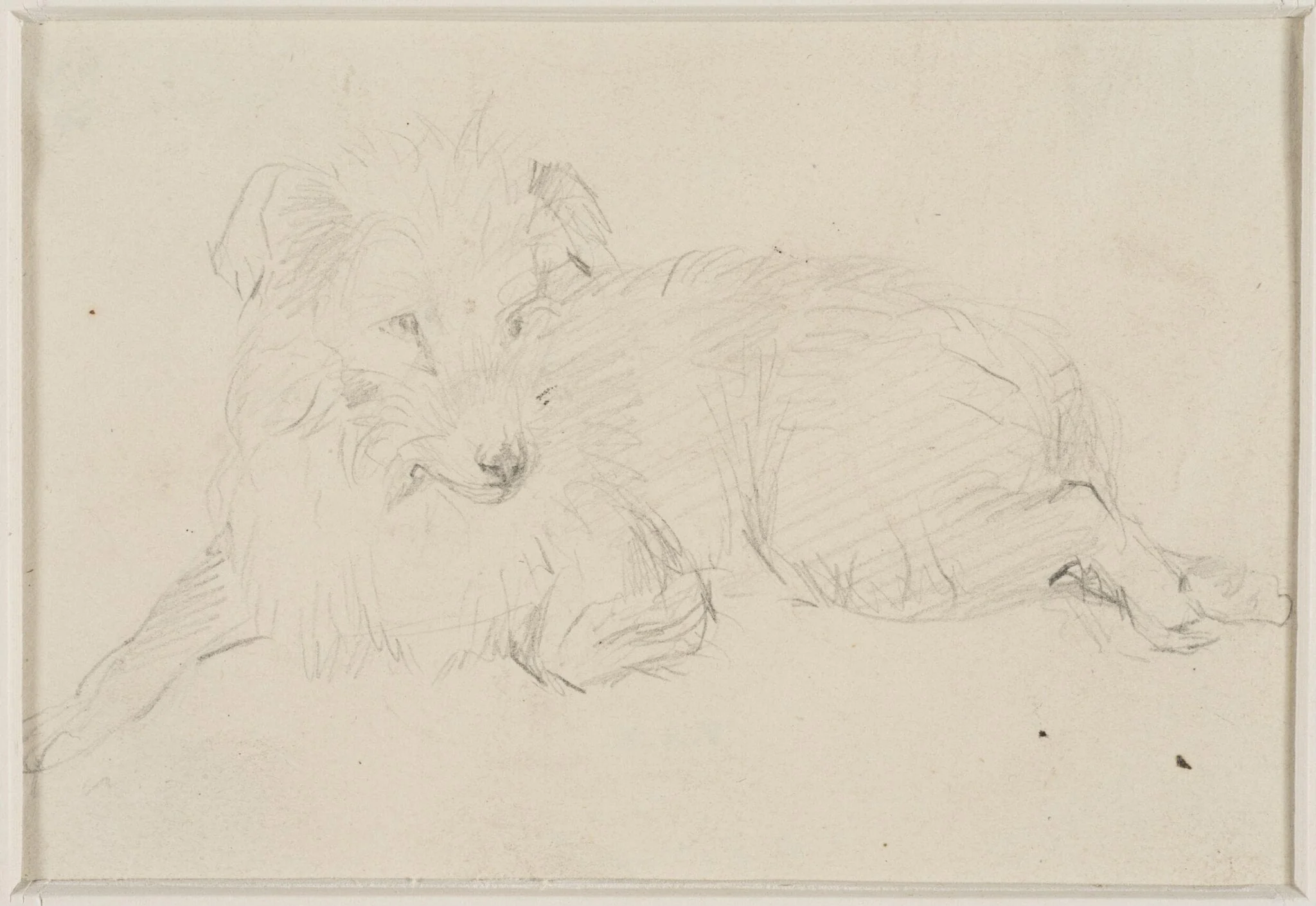 Sketch of a dog, detail