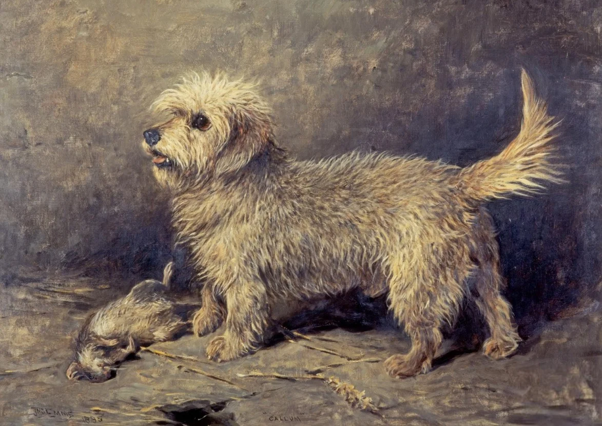 Callum, detail