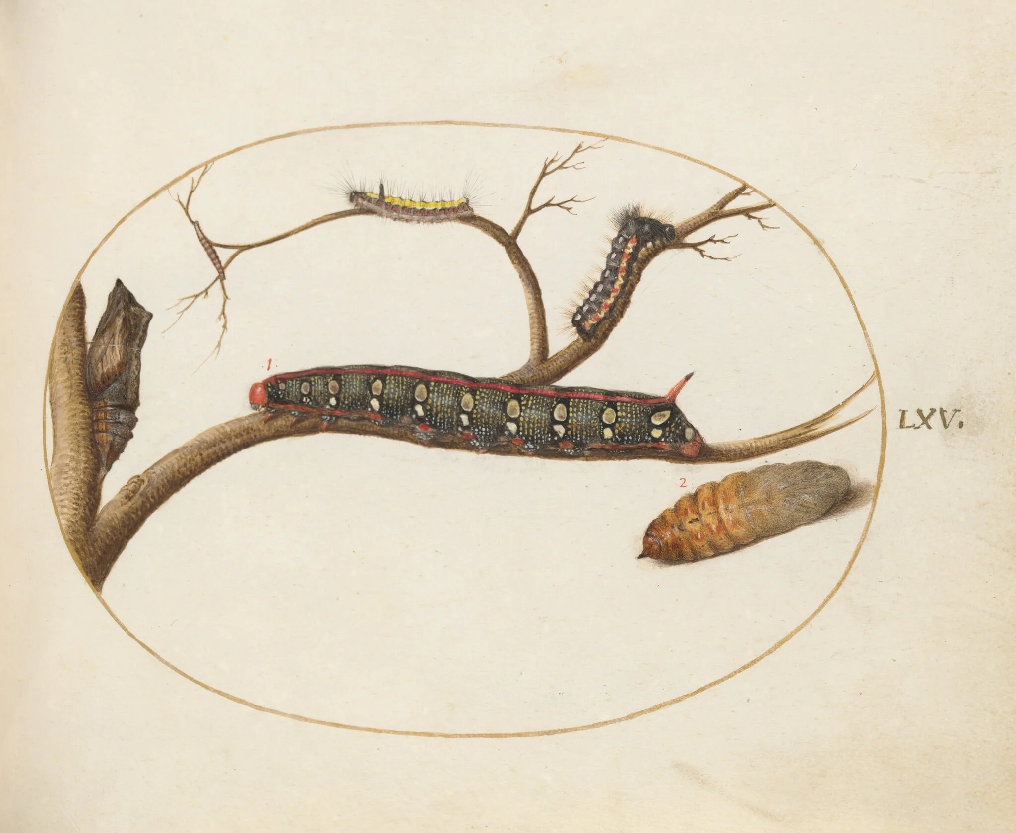 Plate 60: Leafy Spurge Hawkmoth Caterpillar, Gray Dagger Caterpillar, and Pupae, detail