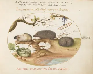 Plate 48: Guinea Pig and Hedgehogs with Melon and Cobnuts, by Joris Hoefnagel, gouache, 1594