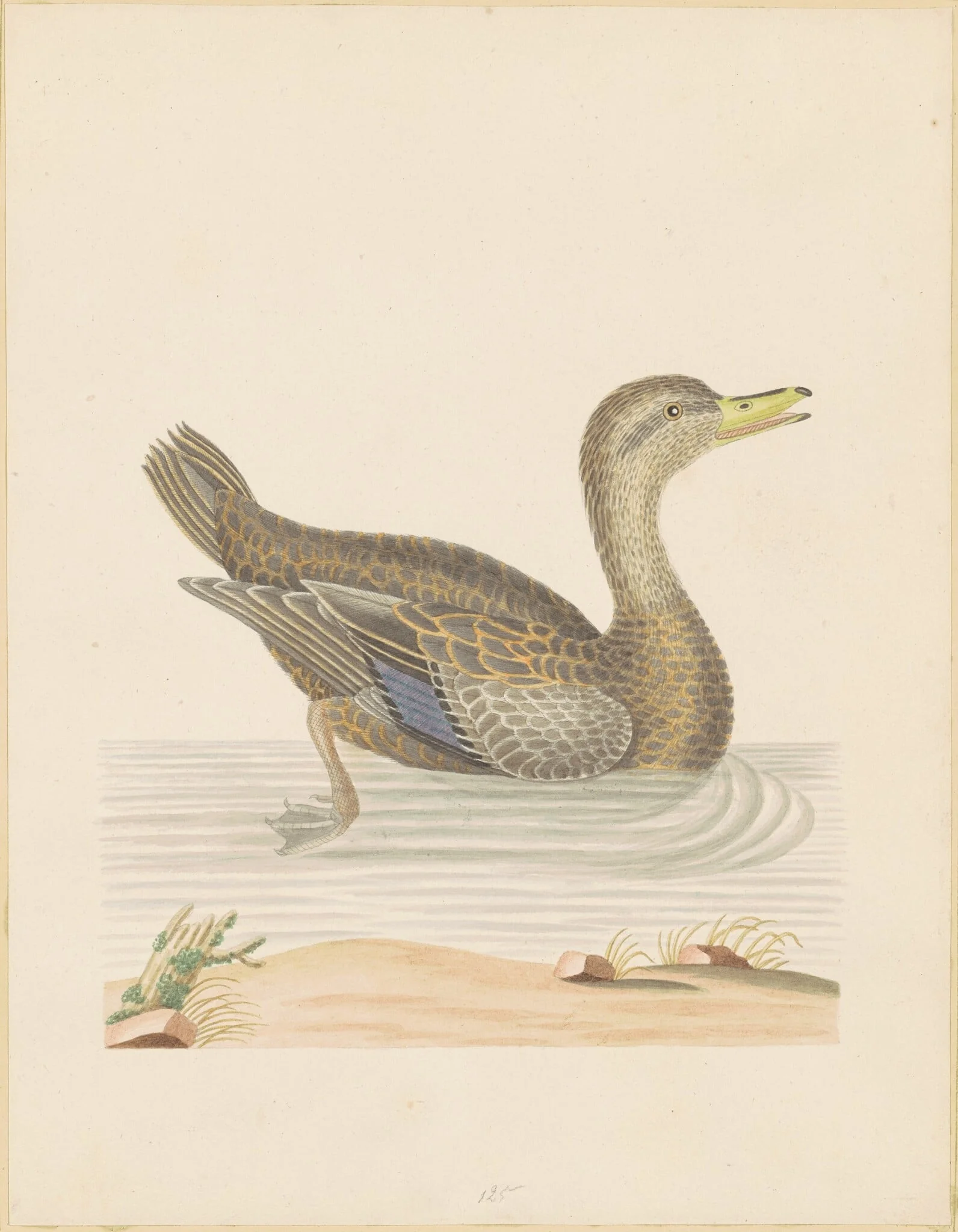 Roan Duck, detail