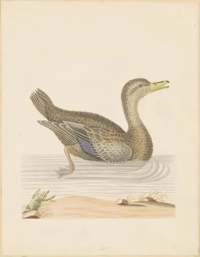 Roan Duck, by John Abbot, graphite, 1790