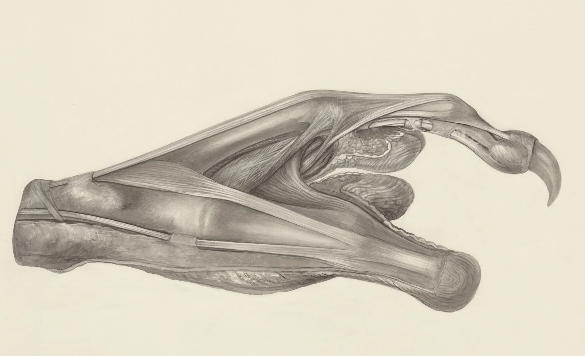 Muscular tissue of the claw of a gray four-eyed opossum, detail