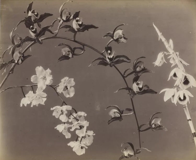 Study of Orchids, detail