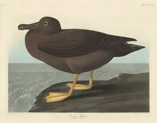 Dusky Albatros, by Havell, Jr., Robert, ink, 1838