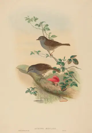 Accentor modularis (Dunnock), by John Gould, ink, 1842