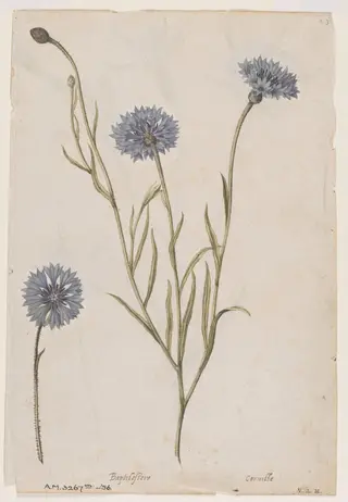 Cornflower; Corn cockle, by Jacques Le Moyne de Morgues, watercolor, 1568