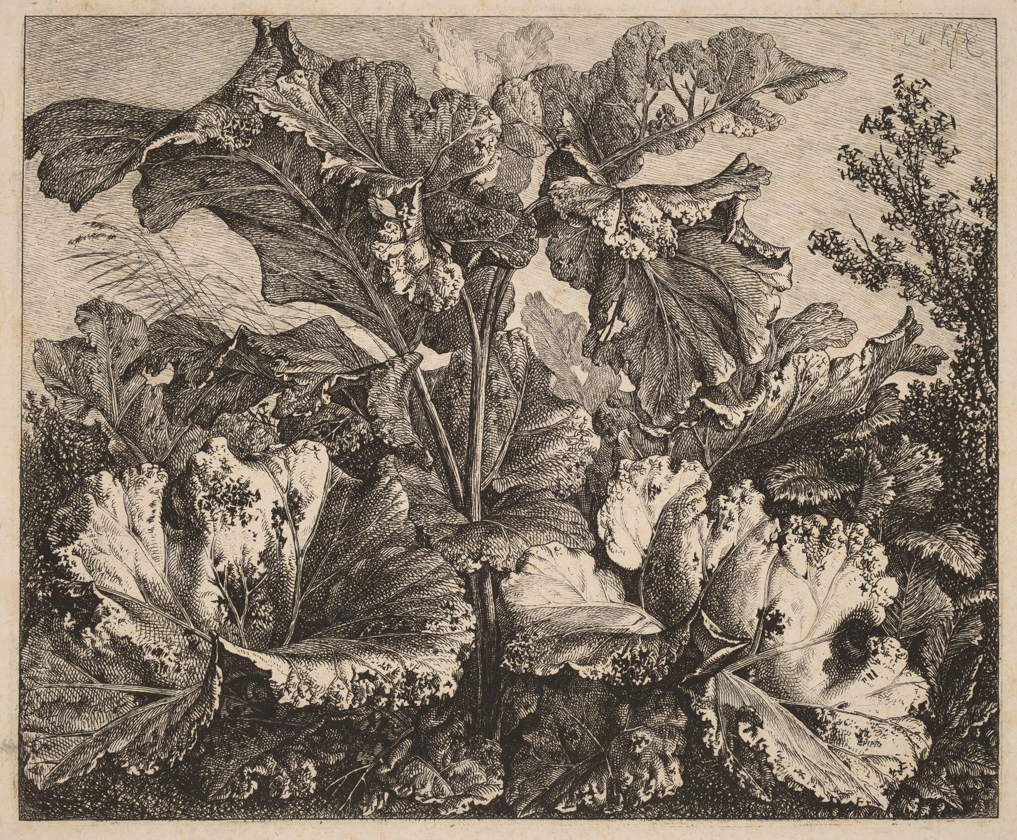 Small Plant Study: a Burdock, Delicate Tufts of Grass at Left, detail