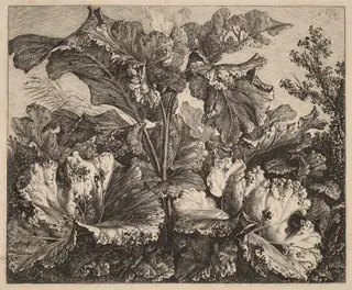 Small Plant Study: a Burdock, Delicate Tufts of Grass at Left, by Carl Wilhelm Kolbe, ink