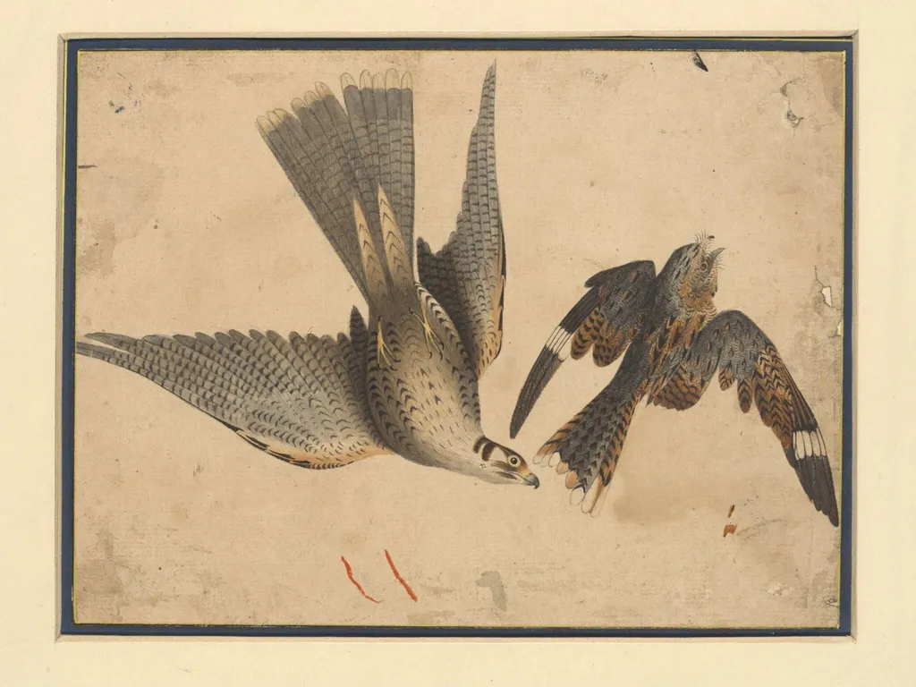 A hawk attacking a night-jar, by Fakir Chand La, paint, 1850
