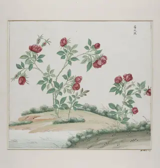 Fan mei gui