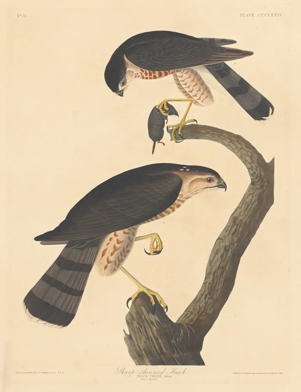 Sharp-shinned Hawk, by Havell, Jr., Robert, ink, 1837