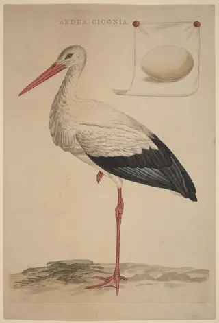 The White Stork, by Jan Christiaan Sepp, ink, 1775